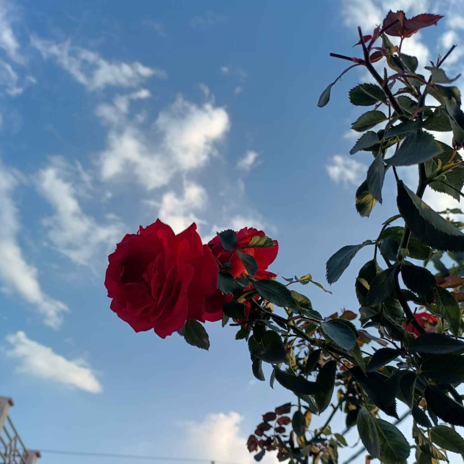 Scarlet Kiss in Blue