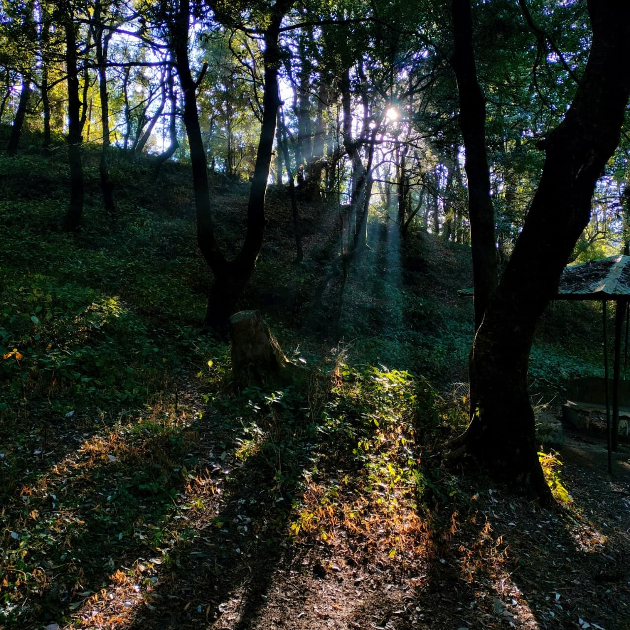 Threads of Sunlight